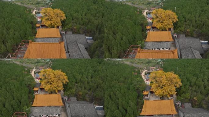 淌豆寺