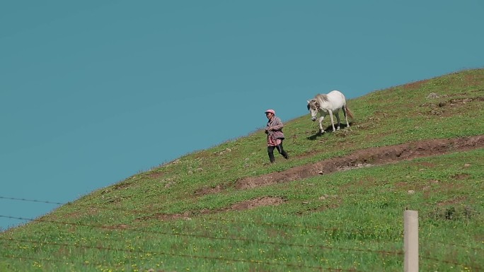 绿水青山农业养殖视频草原牧区牧马人