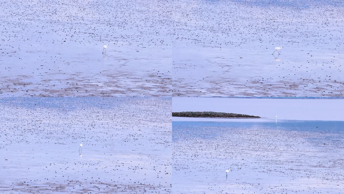 海边大白鹭捕鱼 觅食