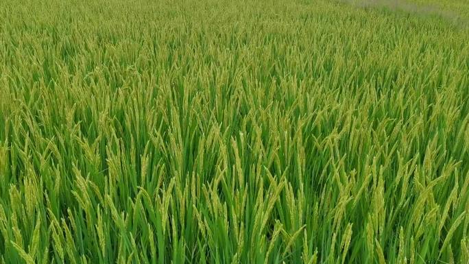 富硒水稻   风吹麦浪