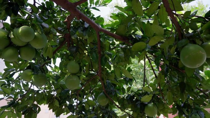 夏日迎风摇曳的柚子树 挂在树上的柚子果实