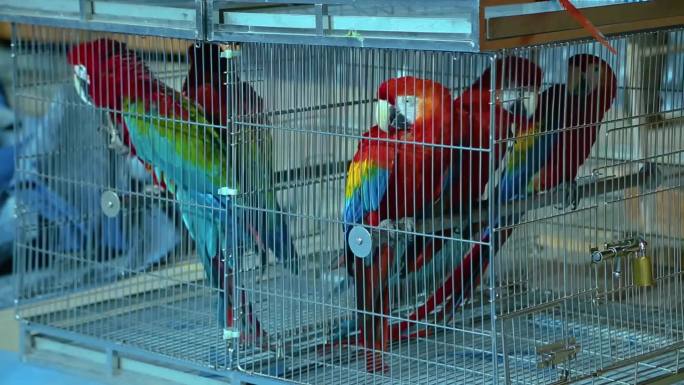 海洋馆 游乐场 动物表演