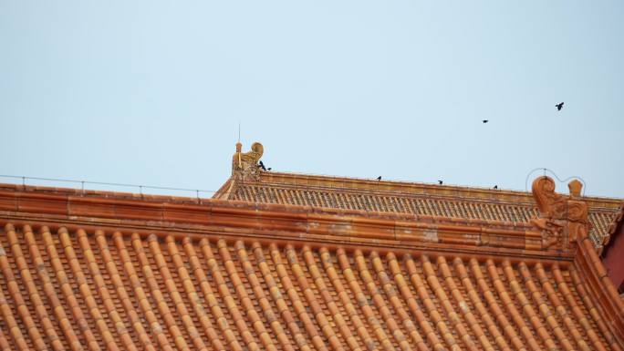 鸟飞在故宫屋顶上