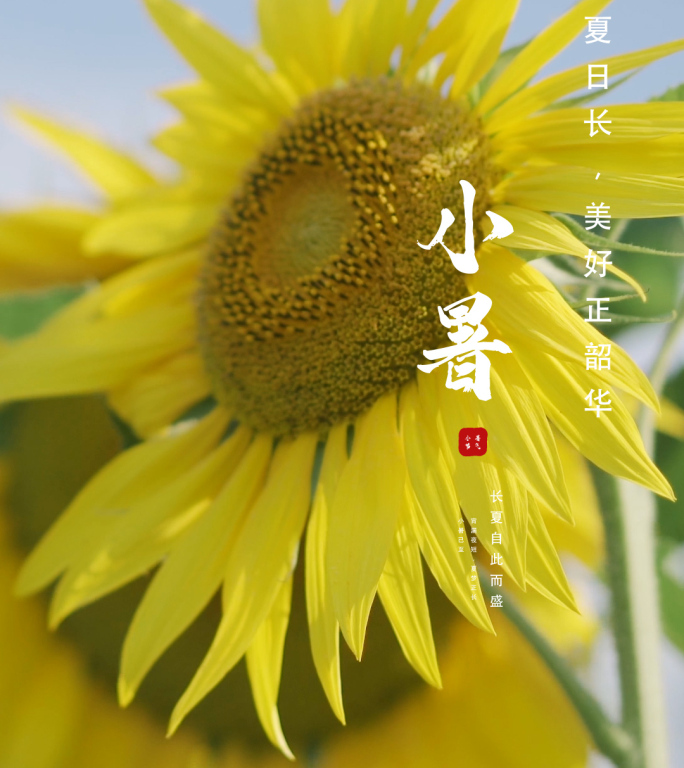 小暑大暑节气 立夏 夏至 夏天 竖版