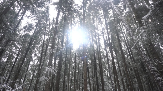 雪山落雪原始树林杉树3