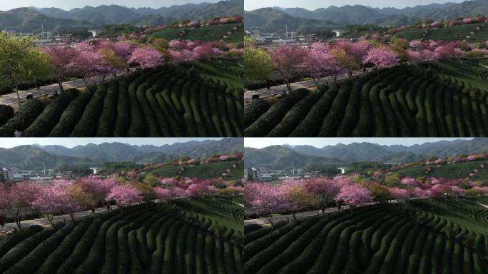茶园春色