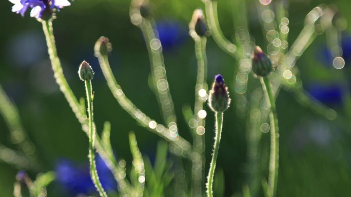 花特写视频