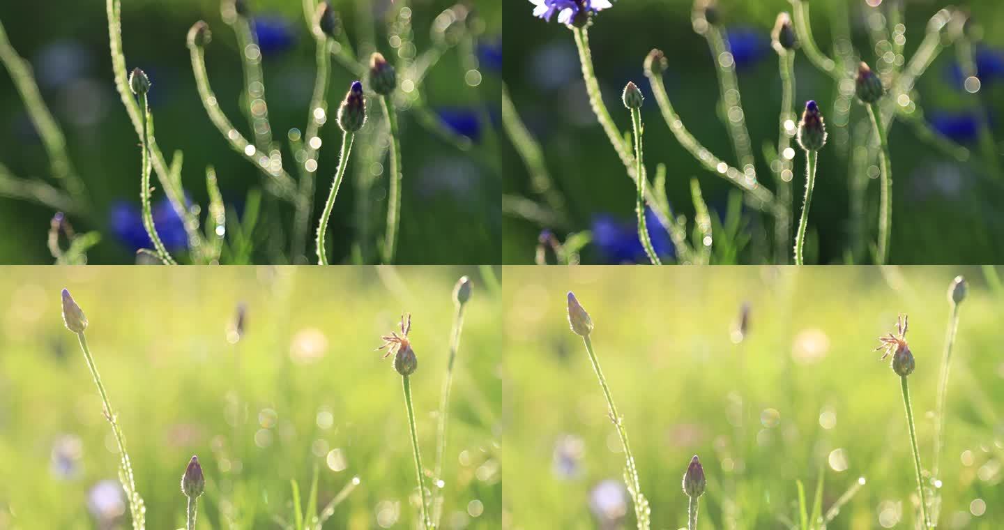 花特写视频