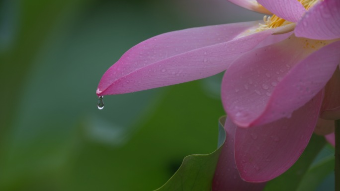 荷花 花瓣 水滴 盛开 雨