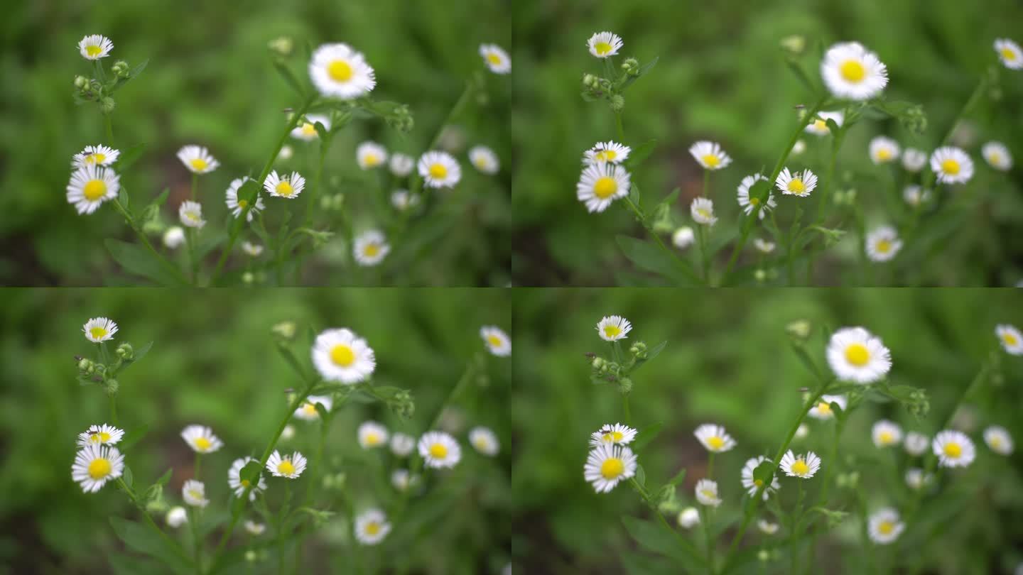 野花 野草 小花 盛开 花朵