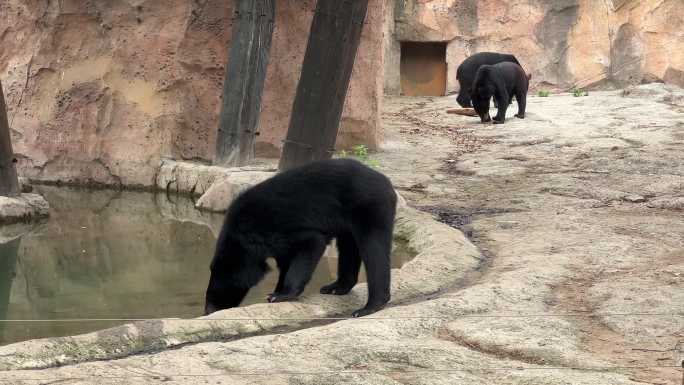4K原创 黑熊喝水