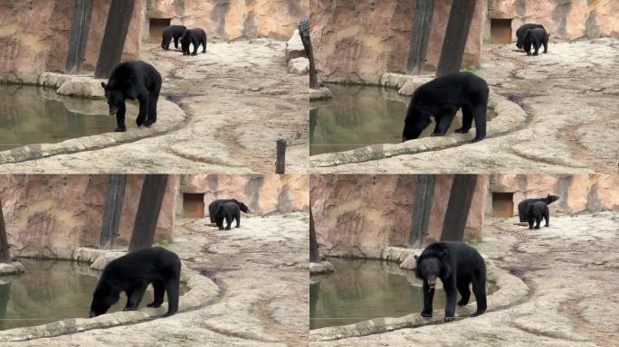 4K原创 黑熊喝水