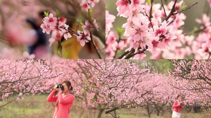 实拍春季桃花盛开