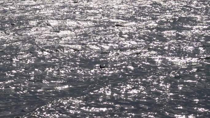 水鸟漂浮在波光粼粼的洱海上