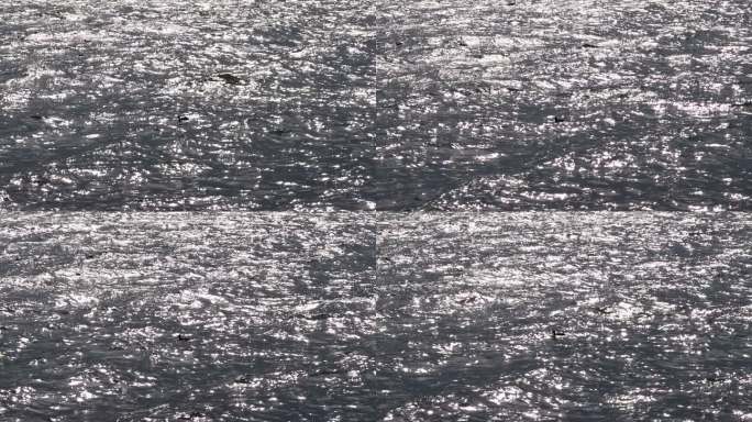 水鸟漂浮在波光粼粼的洱海上