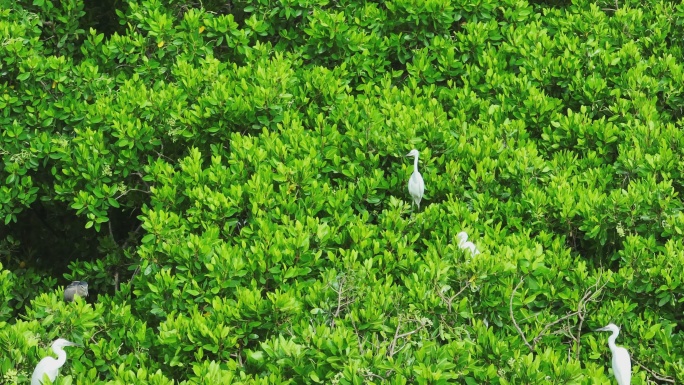 红树林湿地 海边红树林 候鸟 栖息地航拍