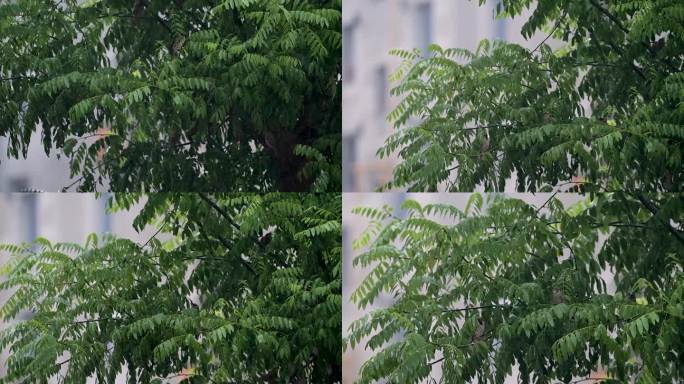 升格 雨天树上躲雨的麻雀