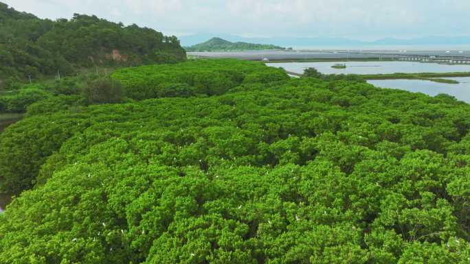 红树林湿地 海边红树林 候鸟 栖息地航拍