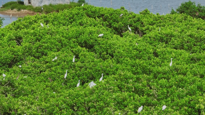 红树林湿地 海边红树林 候鸟 栖息地航拍