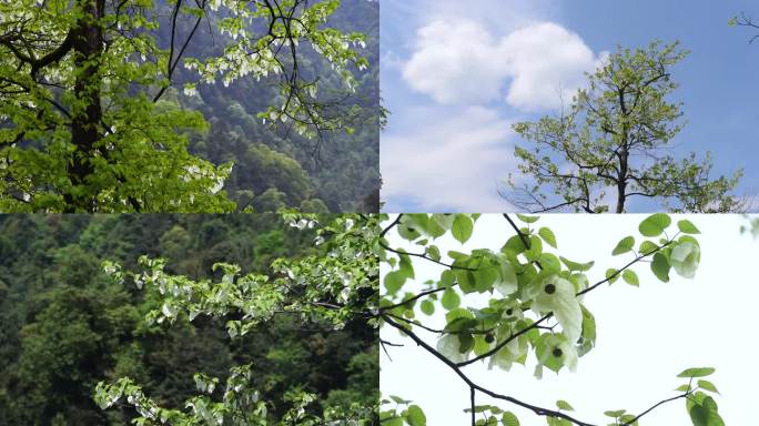 森林鸽子花珙桐树林唯美生态绿水青山