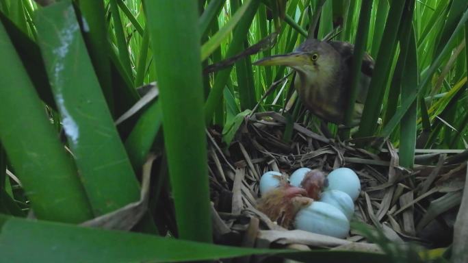 黄苇鳽孵化