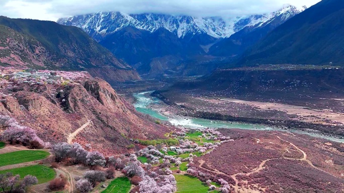 航拍西藏林芝雪山脚下桃花林峡谷河流