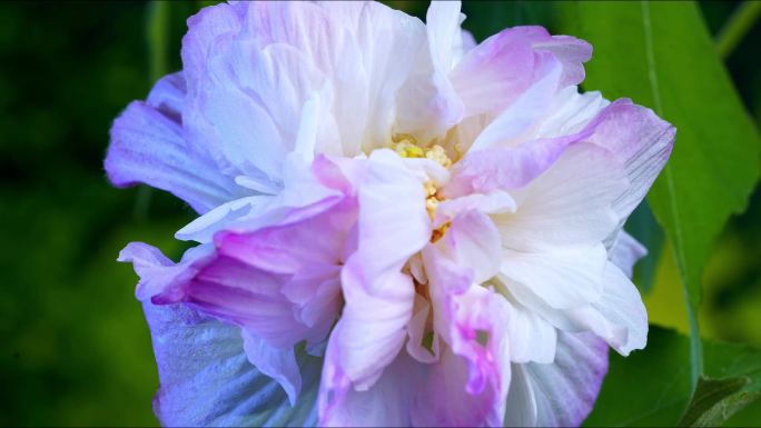 木芙蓉 芙蓉花 开花 延时 摄影