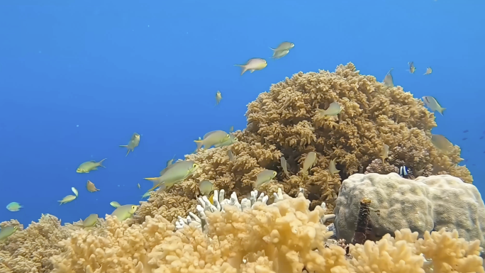 4K实拍海底世界鱼群珊瑚