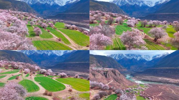 航拍西藏林芝雪山脚下峡谷桃花林公路 中景