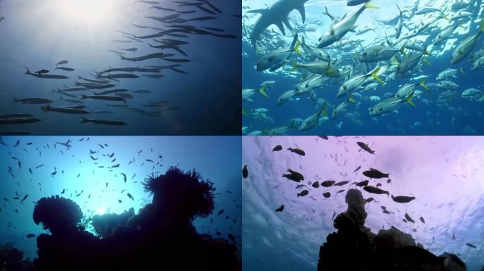 4K多镜头海底世界鱼群