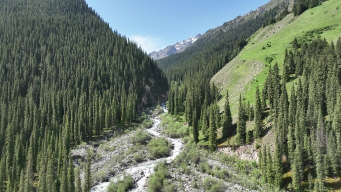 高山森林河谷