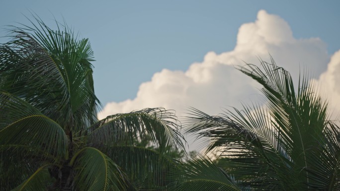 椰子树和云