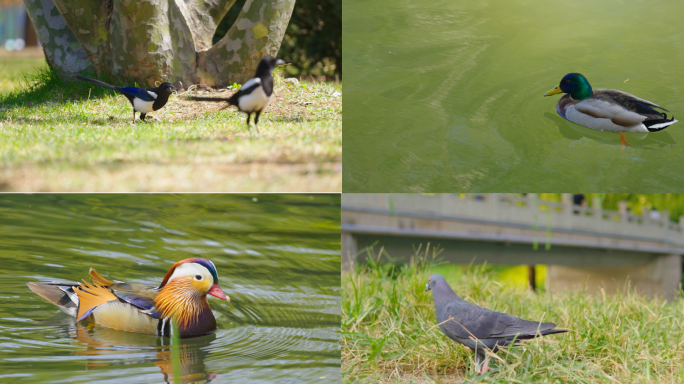 公园鸟，溪水、鸳鸯、喜鹊等