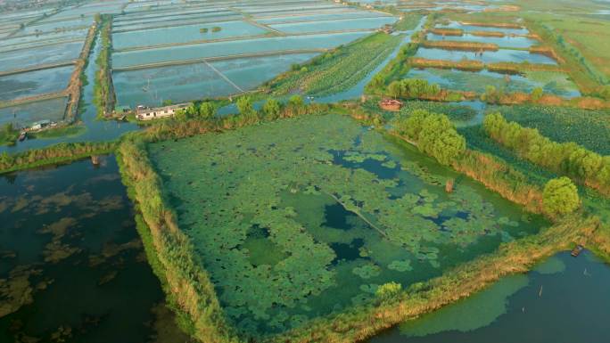 航拍螃蟹养殖基地 泗洪洪泽湖湿地