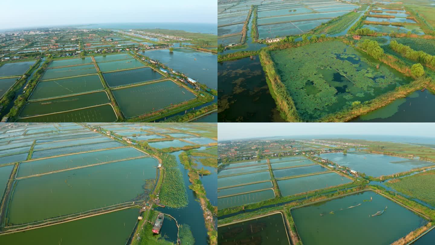 航拍螃蟹养殖基地 泗洪洪泽湖湿地