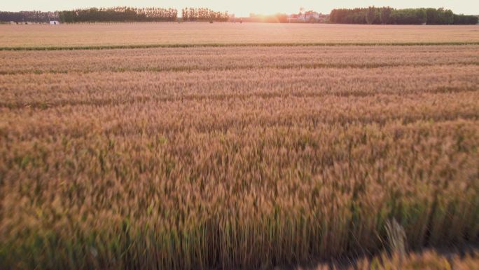 4k航拍夏季收小麦