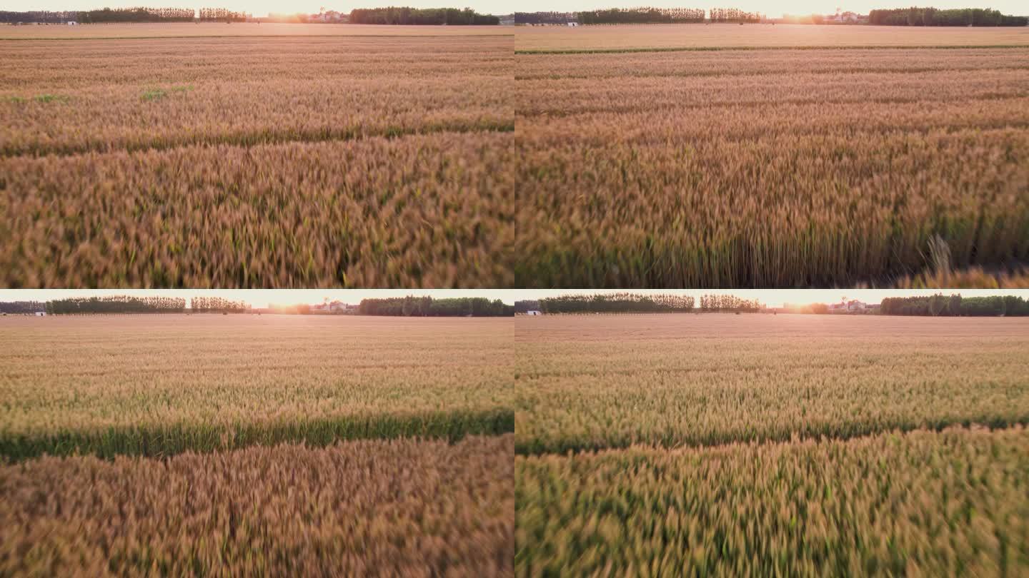 4k航拍夏季收小麦