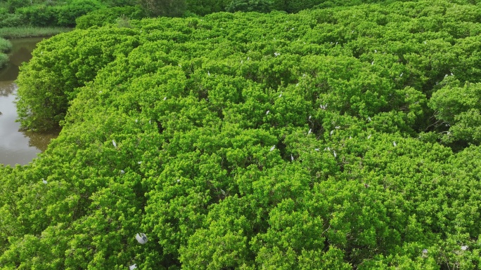 红树林湿地 海边红树林 候鸟 栖息地航拍