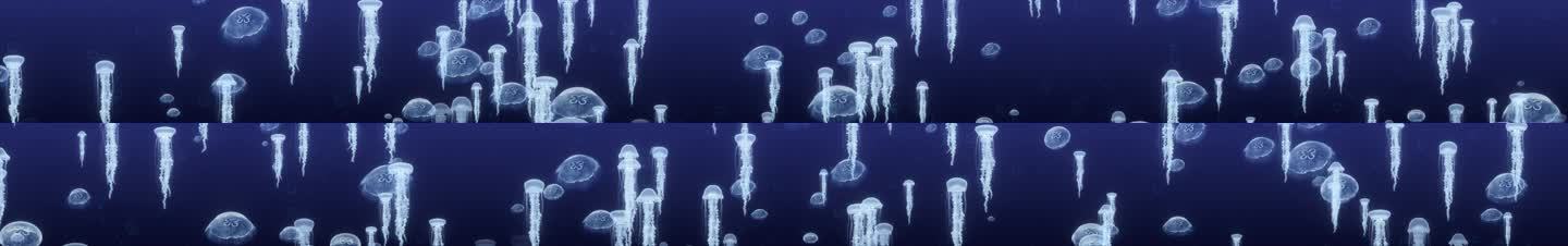 宽屏海洋水母