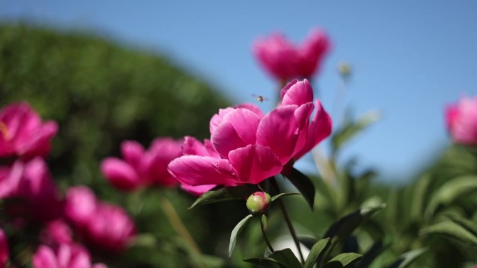 蜜蜂花朵蜜蜂采蜜空镜素材