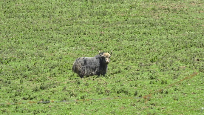 草原上的野牦牛