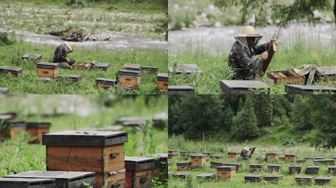 4k河边养蜂人蜂农采蜂蜜