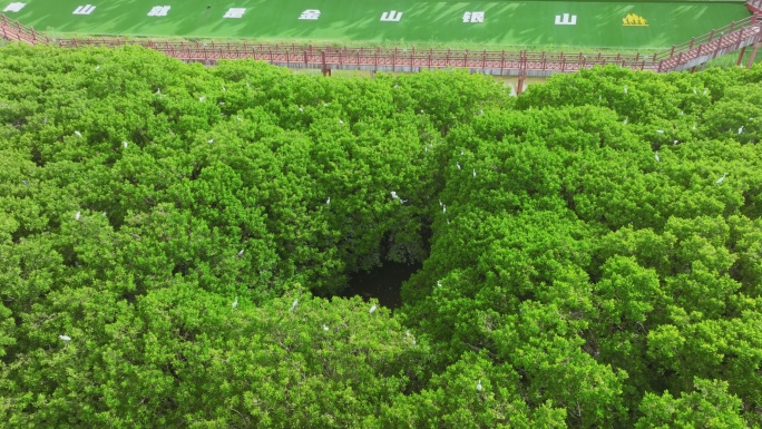 红树林湿地 海边红树林 候鸟 栖息地航拍