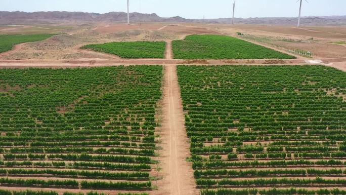 航拍葡萄种植基地、农业种植