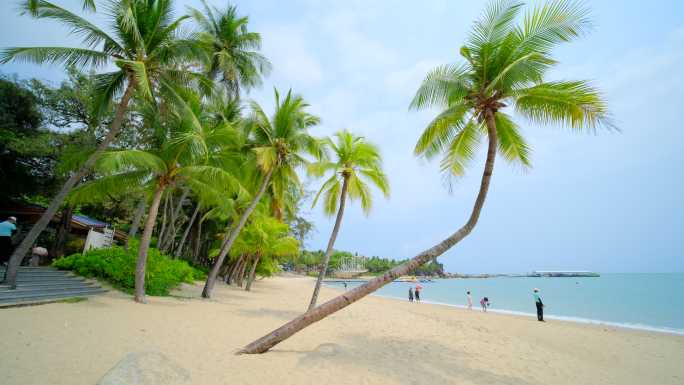 阴天椰树沙滩 海边椰子树