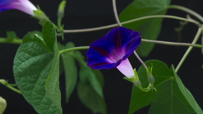 牵牛花开花延时视频