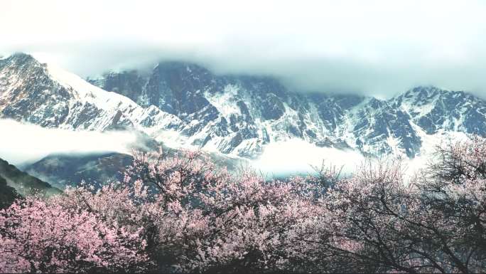 西藏林芝雪山桃花林云雾翻滚延时摄影
