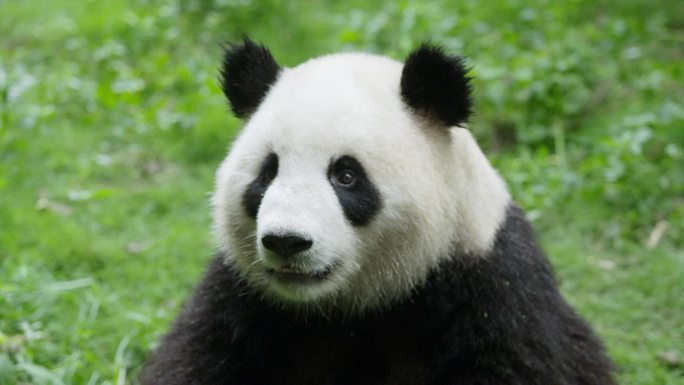 熊猫慢镜头