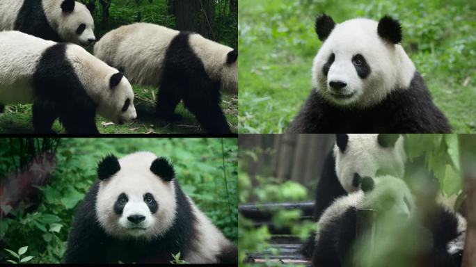 熊猫慢镜头
