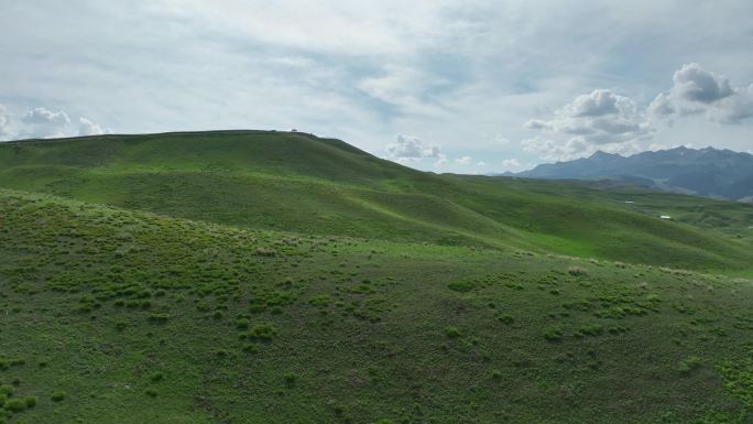 高山草甸